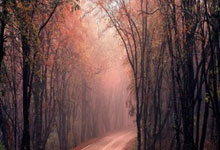 开云体育APP下载-世界网球队横扫澳大利亚,西西帕斯闪耀全场夺人眼球