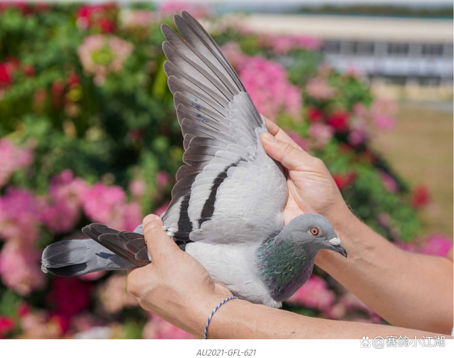 泰国队横扫德国队，辛杜扛起全队的简单介绍